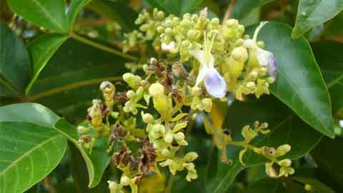 Bunga pokok halban