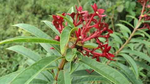 Pokok ganja-ganja menghasilkan bunga berwarna merah