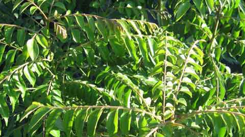 Pokok Cemumar mudah dijumpai