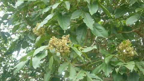 Pokok Halban mudah dijumpai di kawasan terbuka