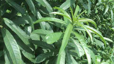 Pokok ganja-ganja sesuai untuk meredakan batuk