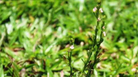 Pokok rempah padang juga dikenali sebagai jarum mas