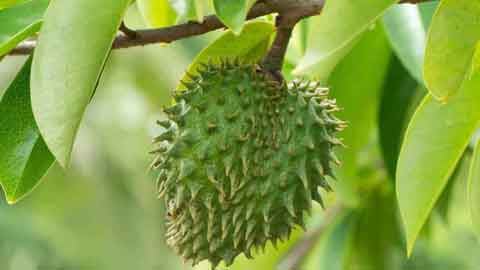 Buah muda durian belanda