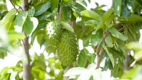 Pokok durian belanda biasanya menghasilkan banyak buah dalam satu pokok