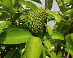 Pokok durian dipercayai boleh merawat kanser