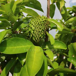 Pokok durian dipercayai boleh merawat kanser