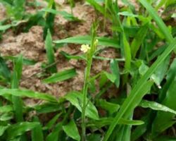 Pokok rempah padang mudah tumbuh dicelah-celah kawasan rumput