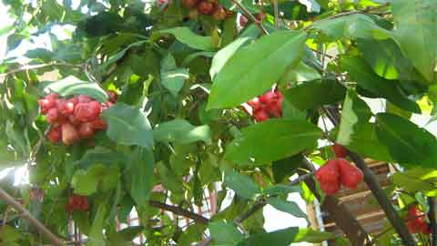 Daun jambu air mampu meredakan demam campak