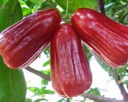 Buah jambu air mempunyai khasiat serat yang sangat baik