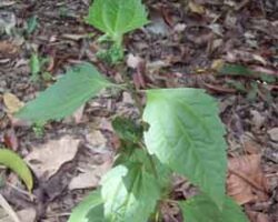 pokok kapal terbang mudah ditemui di kawasan rendah