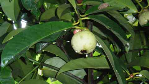 Buah manggis yang sering menjadi tumpuan apabila tiba musim buah