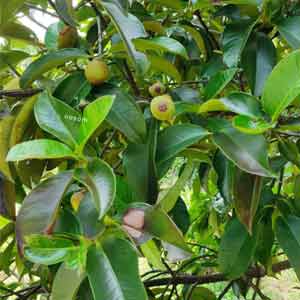 Daun dan buah manggis mempunyai banyak khasiat