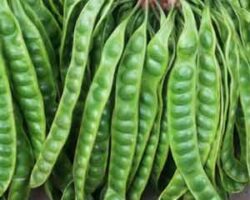 pokok petai sejenis pokok bermusim