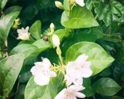Pokok bunga cina mempunyai warna bunga yang menarik dan cantik