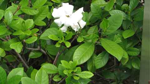 Warna putih daun bunga cina menarik perhatian bagi serangga
