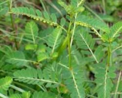 Pokok dedukung anak hampir menyamai pokok daun semalu