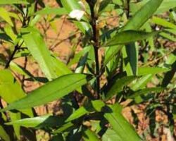 pokok gandarusa digunakan untuk merawat cacing