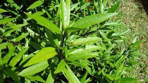 Pokok gandarusa sering dijadikan tanaman hiasan