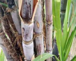banyak khasiat tebu hitam antaranya mengawal tekanan darah rendah