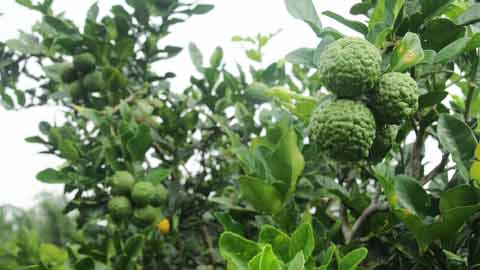 Sebuah pokok menghasilkan banyak buah limau purut