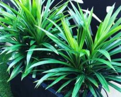 daun pandan selalu digunakan dalam masakan