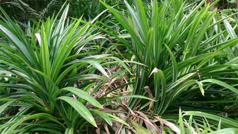 Daun pandan mempunyai bau yang harum