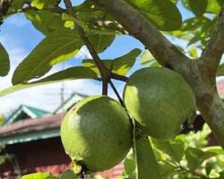 Buah jambu batu boleh merawat cirit birit