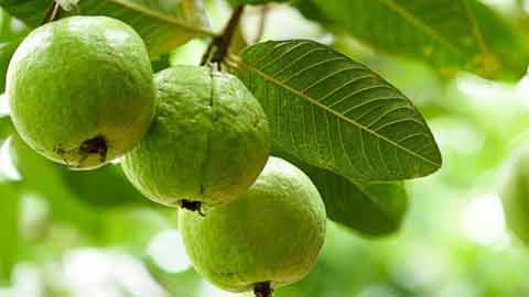 Pokok jambu batu menghasilkan banyak buah