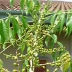 Pokok lada pahit mempunyai banyak buah yang bersaiz kecil
