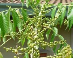 Pokok lada pahit mempunyai banyak buah yang bersaiz kecil