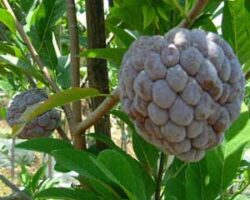 buah nona mempunyai rasa lemak manis