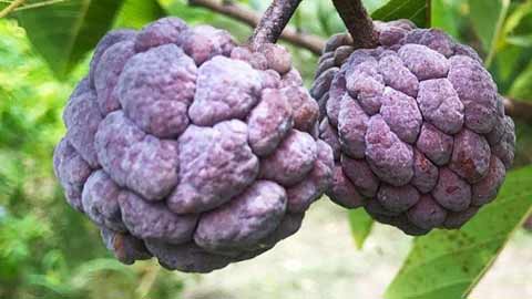 buah nona digunakan untuk merawat gout dan sawan