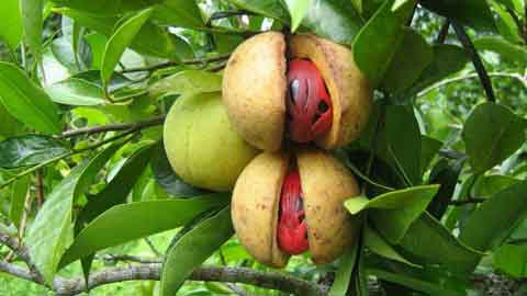 Buah pala mempunyai isi yang merah di bahagian dalam