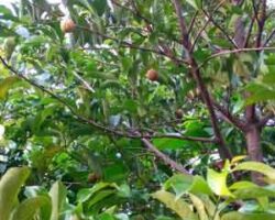 buah pala sering dijadikan makanan ringan seperti jeruk