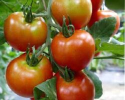 Buah tomato kaya dengan vitamin
