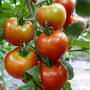 Buah tomato kaya dengan vitamin