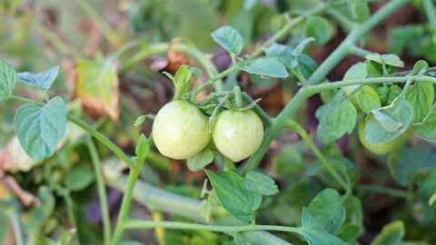 Buah tomato yang belum masak berwarna hijau dan keras