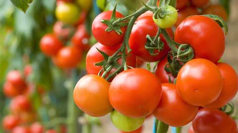 buah tomato masak sangat banyak khasiat untuk kesihatan