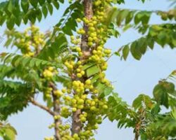 Pokok cermai menghasilkan banyak buat dalam satu pokok