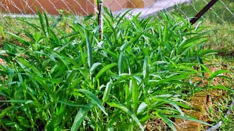 Kangkung biasanya ditanam di kawasan rumah