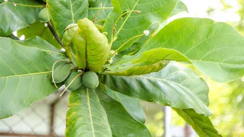 pokok ketapang menghasilkan buah yang berwarna hijau