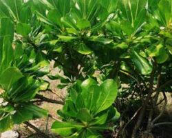 pokok ketapang mampu untuk merawat pelbagai jenis penyakit