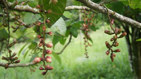 daun dan buah putat mempunyai banyak khasiat