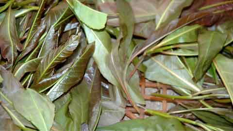 daun putat popular sebagai ulaman