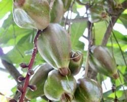 buah putat juga digunakan dalam perubatan tradisional