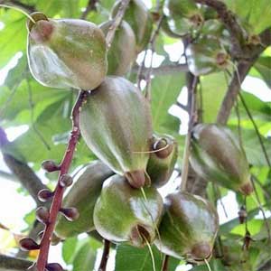 buah putat juga digunakan dalam perubatan tradisional
