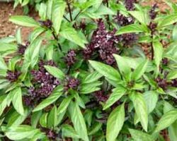 Daun selasih mempunyai aroma yang harum