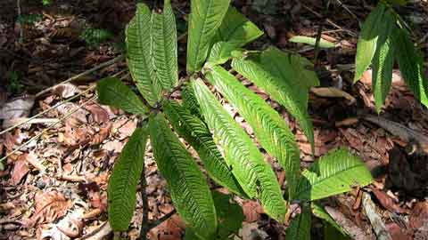 Pokok tongkat ali hitam biasanya tumbuh renek