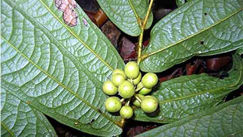 Buah tongkat ali hitam