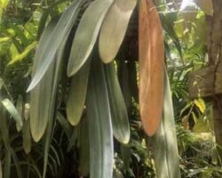 sering digunakan dalam perubatan tradisional